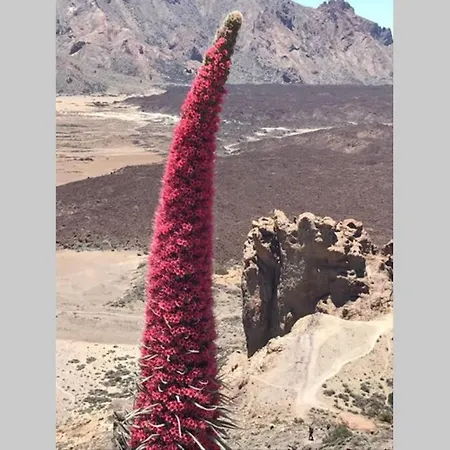 דירה Minicasa 1 En Con Fibra Optica Arico Viejo