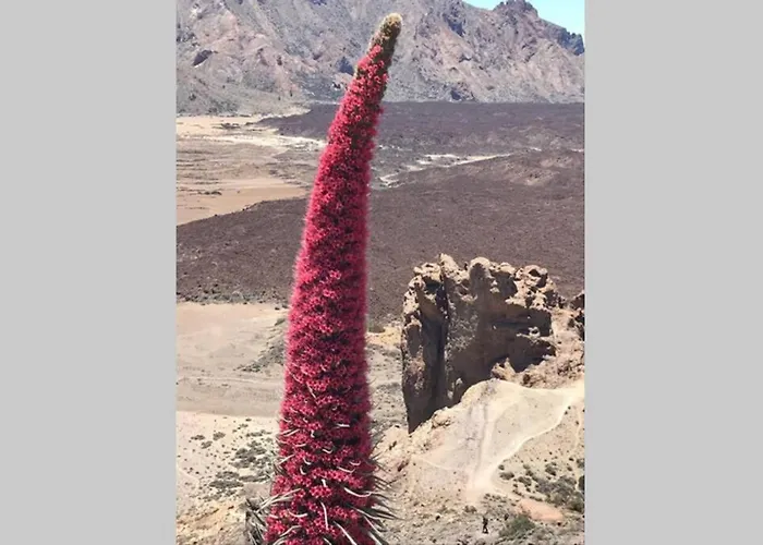 Lejlighed Minicasa 1 En Con Fibra Optica Arico Viejo